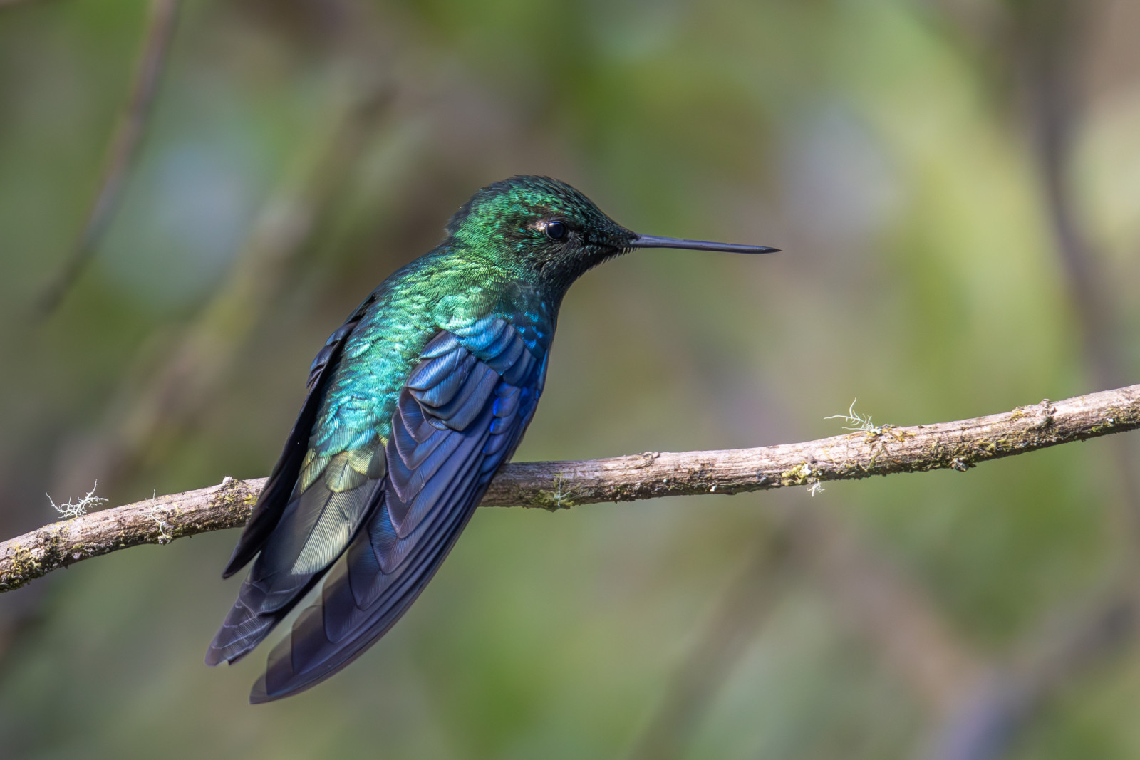 image Great Sapphirewing